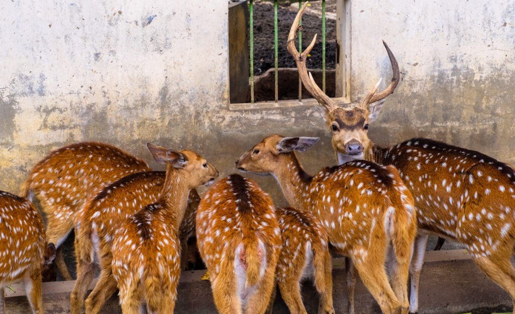 Beautiful,Spot,Deer,At,The,Zoo,Kinantan,Bukitinggi